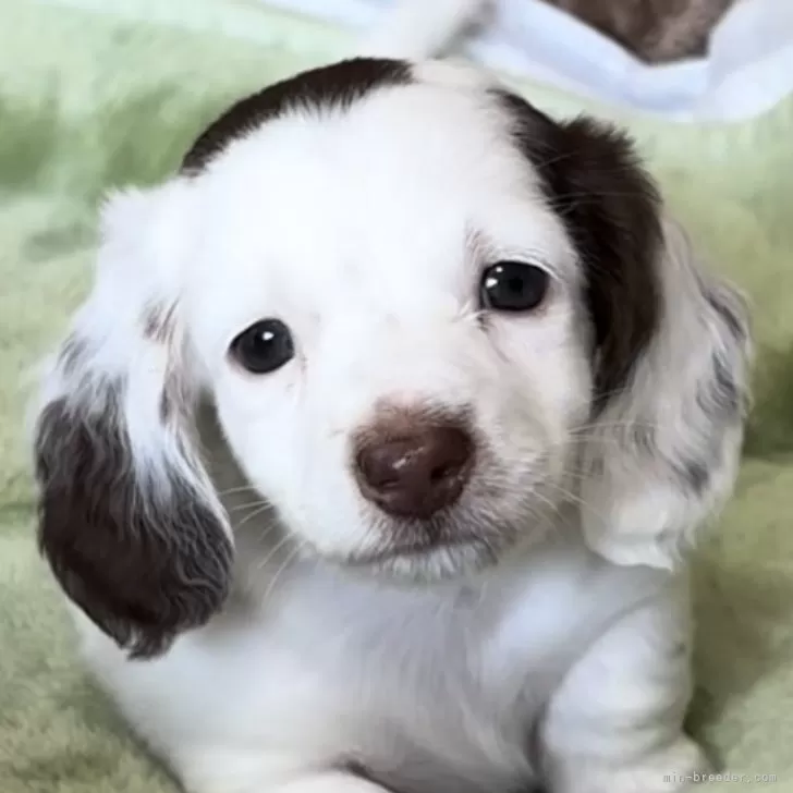 K.S 様のお迎えした子犬