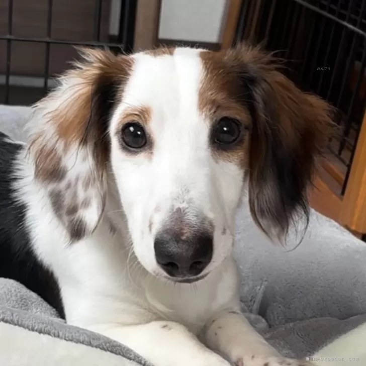 ID：2506-07213の子犬