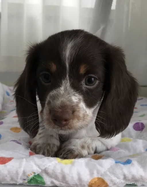 ID:1805-02124の子犬