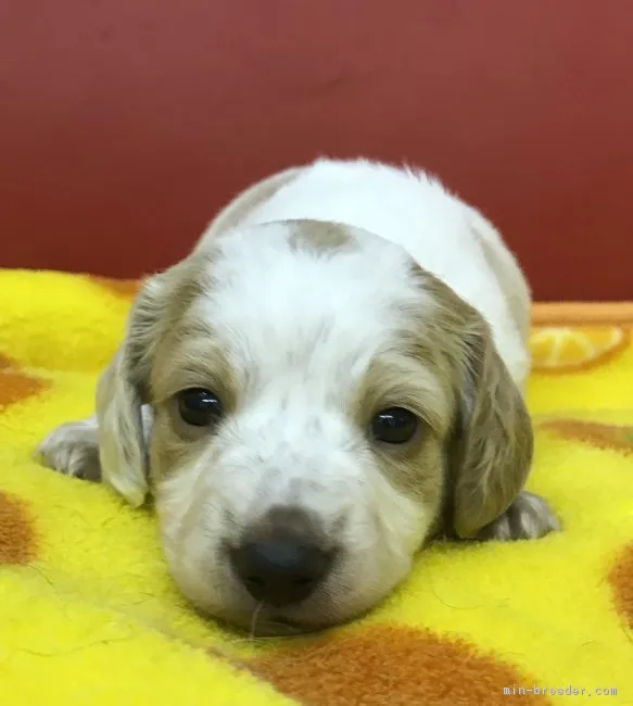 ID：1902-01400の子犬