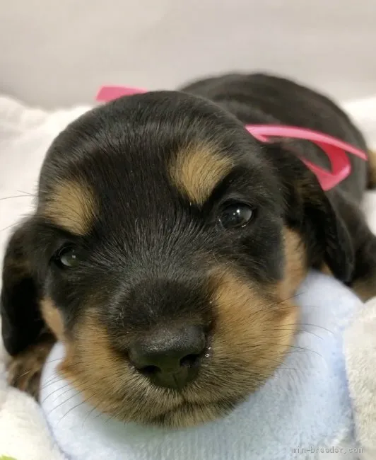 ID:1908-03233の子犬