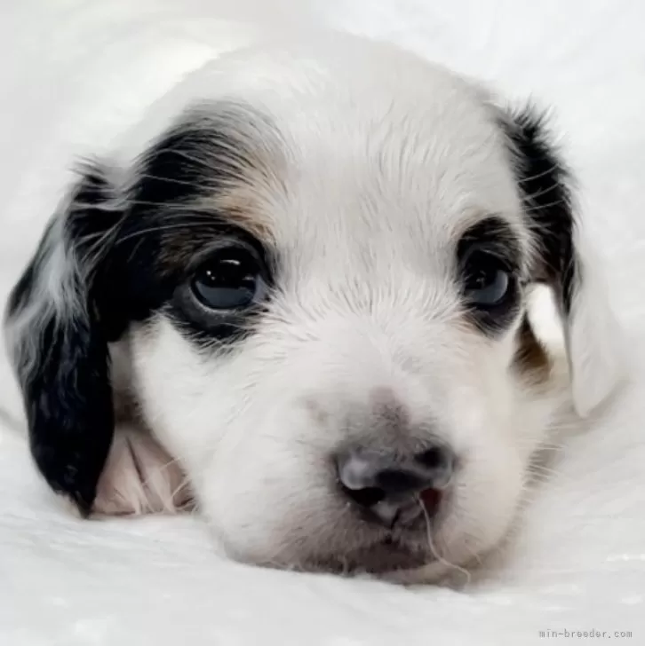 ID:2407-00435の子犬