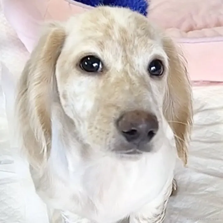 ID：2309-02365の子犬