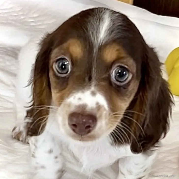 ID：2306-01167の子犬