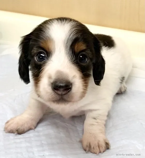 ID：2110-00752の子犬