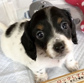 ミニチュアダックスフンド(ロング)【神奈川県・女の子・2022年2月1日・ブラックタン  パイボールド】の写真「PRA.CL安心‼️両親遺伝子検査済‼️」