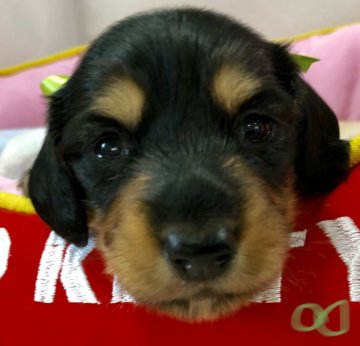 ミニチュアダックスフンド(ロング)【神奈川県・男の子・2019年9月8日・ブラックタン】の写真「PRA安心❗️両親犬遺伝子検査済❗️父CH直子」