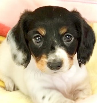 ミニチュアダックスフンド(ロング)【神奈川県・女の子・2022年2月1日・ブラックタン  パイボールド】の写真「PRA.CL安心‼️両親遺伝子検査済‼️」