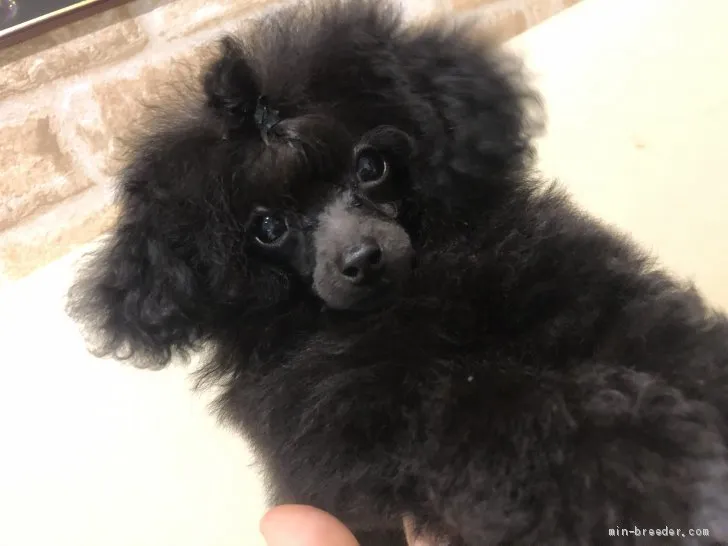ID：2010-00375の子犬