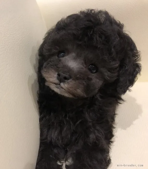 ID:1905-00251の子犬