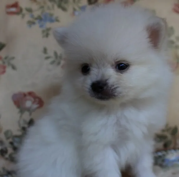 ID:1404-01198の子犬