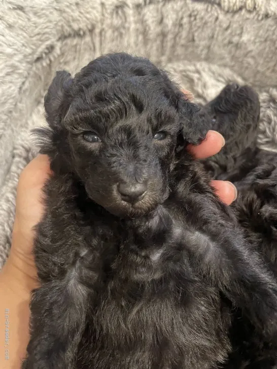 ID:2109-03361の子犬
