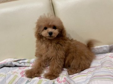 トイプードル(タイニー)【神奈川県・男の子・2021年1月25日・アプリコット】の写真「AM-C直子　大きなお目目にスタイル抜群！！」