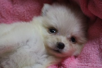 ポメラニアン【神奈川県・女の子・2015年6月29日・クリーム】の写真「可愛く成長しそうです」