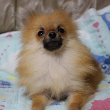 ポメラニアン【神奈川県・女の子・2014年4月2日・オレンジ 1.2キロの極小ちゃんです】の写真「小さな小さな女の子」
