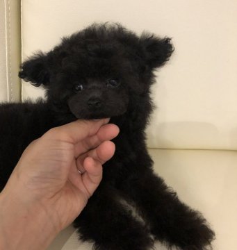 トイプードル(ティーカップ)【神奈川県・女の子・2019年2月27日・ブルー】の写真「大きなクリクリおメメに　マズルの短い　立耳くまさん」