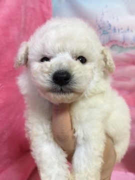 トイプードル(タイニー)【神奈川県・男の子・2016年4月10日・ホワイト】の写真「断尾無！！人気のドワーフタイプのホワイト君です。」