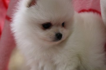 ポメラニアン【神奈川県・女の子・2015年1月2日・ホワイト】の写真「お鼻ペッタンコ　真ん丸フワフワの女の子」