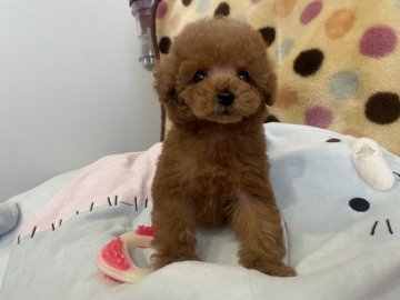 トイプードル(ティーカップ)【神奈川県・男の子・2021年1月25日・レッド】の写真「AM-C直子　毛が吹いてどんどん可愛くなります」