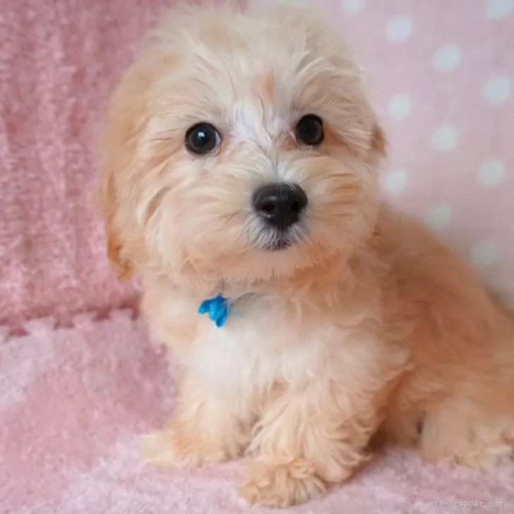 ID：2409-05419の子犬