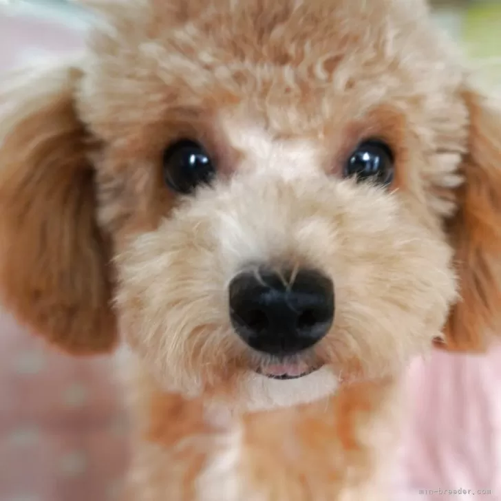ID:2505-02414の子犬