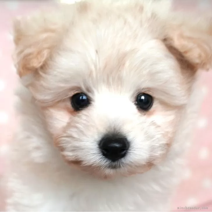 ポメプー(ポメラニアン×トイプードル)【長崎県・女の子・2025年8月23日・クリ-ム】の写真1