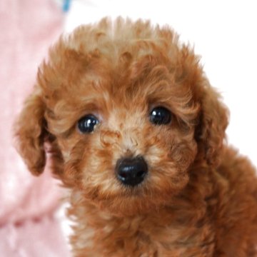 トイプードル(トイ)【長崎県・男の子・2025年7月14日・レッド】の写真「小ぶりでかわいい男の子 　」