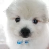 ポメプー(ポメラニアン×トイプードル)【長崎県・男の子・2025年7月29日・クリ-ム&ホワイト】の写真1