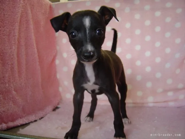 ID：1708-00227の子犬