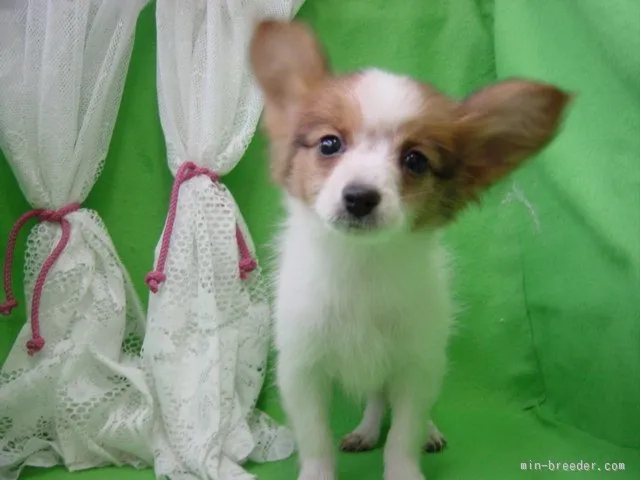 ID：1601-00366の子犬