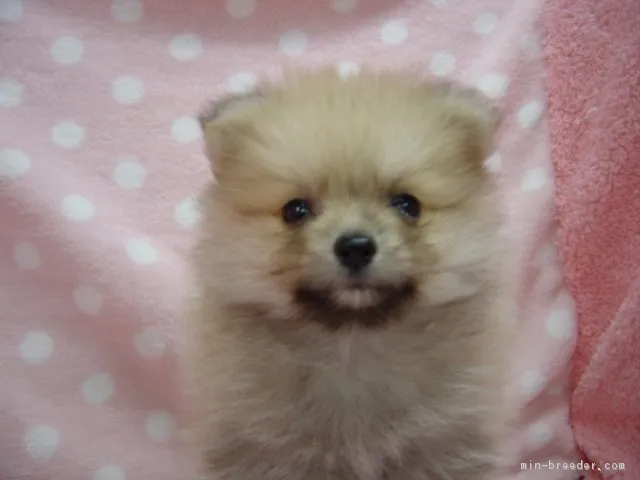 むか 様のお迎えした子犬