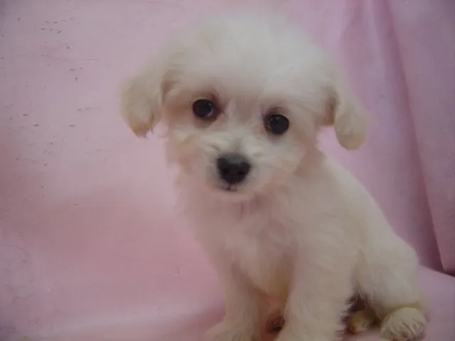 チワプーちゃんママ 様のお迎えした子犬