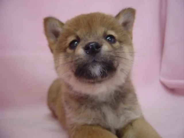 こうきち 様のお迎えした子犬