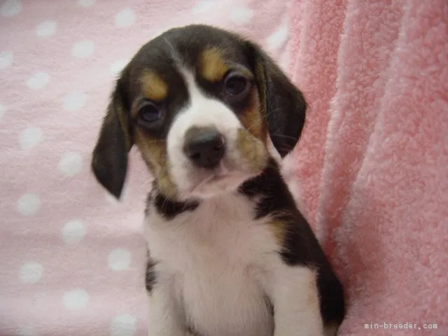 ID：1701-01766の子犬