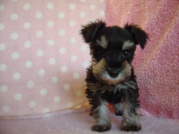 ミニチュアシュナウザー【長崎県・男の子・2017年6月13日・ソルト&ホワイト】の写真「小振りでとてもおとなしい男の子」