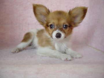 パピヨン【長崎県・女の子・2016年5月7日・レッド&ホワイト】の写真「元気でとても可愛い女の子」