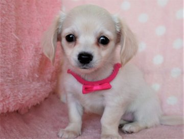 チワックス【長崎県・女の子・2022年2月1日・クリ-ム】の写真「小振りでかわいい女の子」