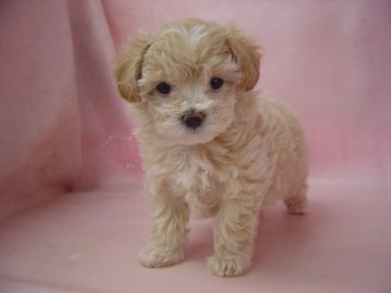 マルプ-の女の子【長崎県・女の子・2015年2月11日・アプリコット】の写真「元気で可愛いマルプ－の女の子」