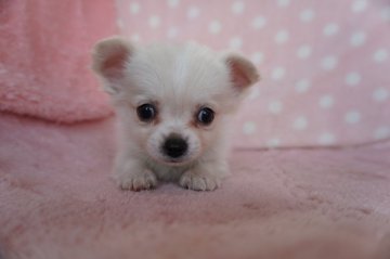 チワワ(ロング)【長崎県・男の子・2022年1月16日・クリ-ム&ホワイト】の写真「小振りでとても可愛い男の子」