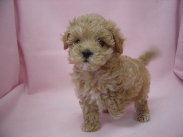 マルプ-の男の子【長崎県・男の子・2015年2月11日・アプリコット】の写真「元気で可愛いマルプ－の男の子」