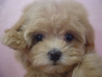 マルプ-【長崎県・女の子・2014年12月16日・クリ-ム】の写真「可愛い　マルプ－の女の子」