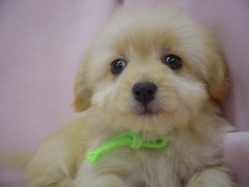 チワプ-のかわいい女の子【長崎県・女の子・2015年1月19日・クリ-ム】の写真「元気でかわいい女の子です。」