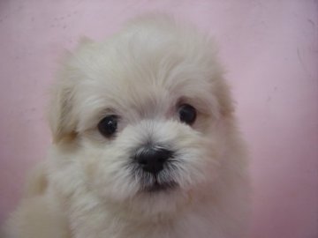 マルプ-の可愛い男の子【長崎県・男の子・2014年12月22日・ホワイト&クリ-ム】の写真「元気でとても可愛い男の子」