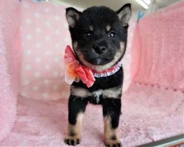 柴犬(標準サイズ)【長崎県・男の子・2021年3月15日・黒】の写真「元気でとても可愛い男の子」