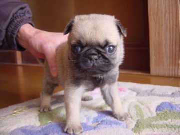 パグ【長崎県・男の子・2015年1月23日・フォン】の写真「」