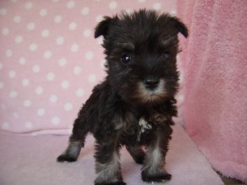 ミニチュアシュナウザー【長崎県・女の子・2017年1月11日・ソルト&パッパ-】の写真「かなり小振りの女の子をお探し 880グラム」