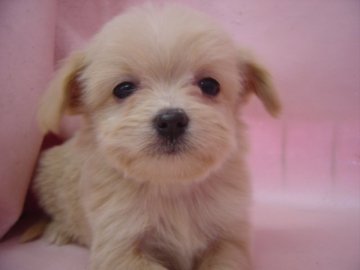 チワプ-の可愛い女の子【長崎県・女の子・2015年1月19日・クリ-ム】の写真「元気でとても可愛いです。」