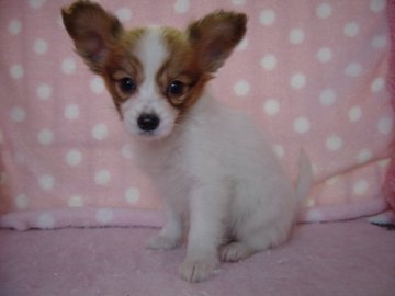 パピヨン【長崎県・女の子・2017年4月30日・レッド】の写真「小振りでとてもおとなしい女の子」