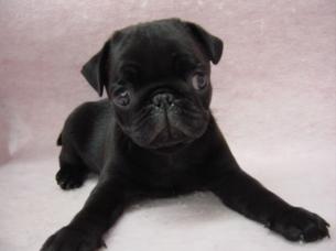 パグ【長崎県・男の子・2016年7月24日・ブラック】の写真「元気でとても可愛い男の子」