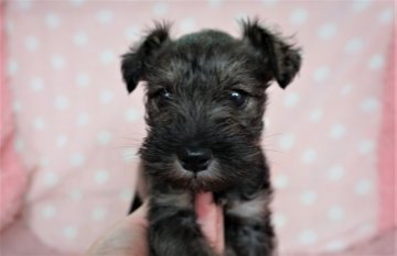 ミニチュアシュナウザー【長崎県・女の子・2021年12月23日・ソルト&ペッパ-】の写真「元気でとても可愛い女の子」